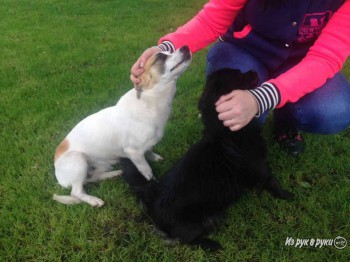 Хочу собаку. Все за и против - bce9abf22-1024x768-559607874-orig.jpg