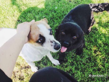 Хочу собаку. Все за и против - 598b3e71e-1024x768-559607874-orig.jpg