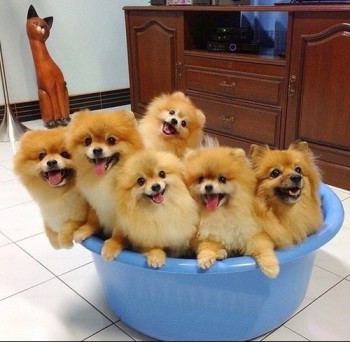 Хочу собаку. Все за и против - e2009237-3af7-4ac9-9bce-524f75670bd0.jpg