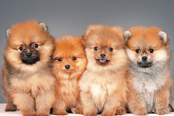 Хочу собаку. Все за и против - dreamstime_l_20016933.jpg