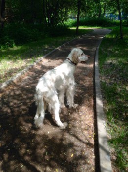 Кого из животных вы содержите? Фото приветствуется. - image.jpg