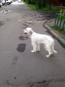 Кого из животных вы содержите? Фото приветствуется. - image.jpg