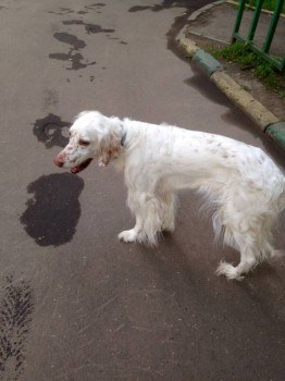 Кого из животных вы содержите? Фото приветствуется. - image.jpg