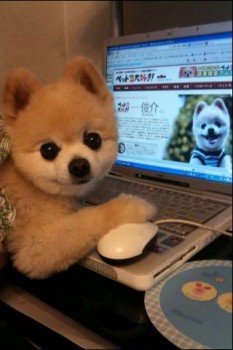 Хочу собаку. Все за и против - popular-dog-on-Internet-01.jpg