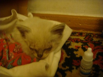 Чем сегодня занимались-3 - DSC02448.JPG