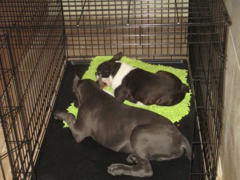 Вот они оба, кане корсо и бостон терьер  страдают в клетке))))))