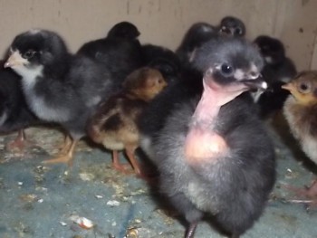 Кого из животных вы содержите? Фото приветствуется. - 893b177d058e8923a7b9bb41622310d7.jpg