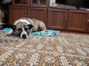 Хочу собаку. Все за и против - 6719463.jpg