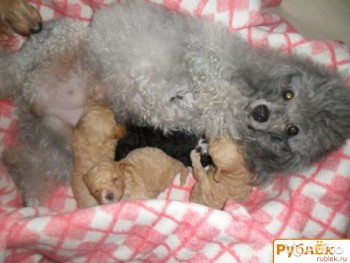 Хочу собаку. Все за и против - 2735803851.jpg