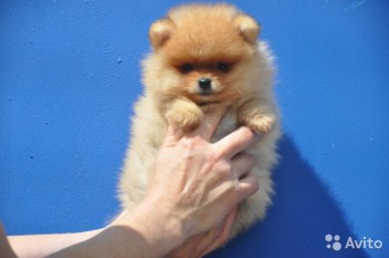 Хочу собаку. Все за и против - 2757293834.jpg