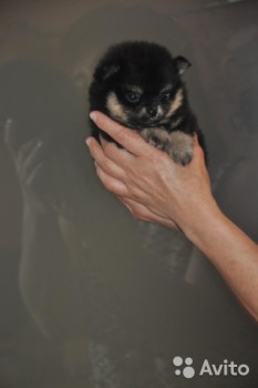 Хочу собаку. Все за и против - 2757293847.jpg