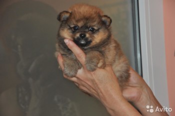 Хочу собаку. Все за и против - 2757293841.jpg