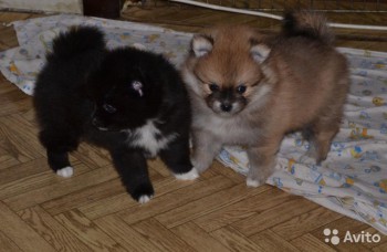 Хочу собаку. Все за и против - 2743608976.jpg