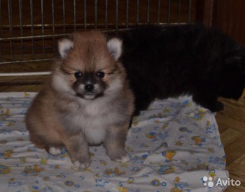 Хочу собаку. Все за и против - 2743609000.jpg