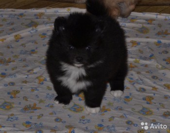 Хочу собаку. Все за и против - 2743609017.jpg