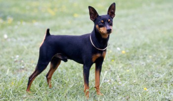 Хочу собаку. Все за и против - Miniature-Pinscher.jpg