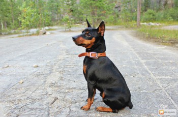 Хочу собаку. Все за и против - a01e9d8b7a0247b0603c530a7e83ded8_1438944911_1000_657.jpg