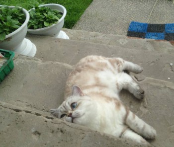 Кого из животных вы содержите? Фото приветствуется. - image.jpg