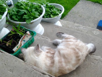 Кого из животных вы содержите? Фото приветствуется. - image.jpg