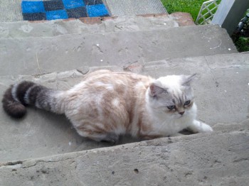 Кого из животных вы содержите? Фото приветствуется. - image.jpg