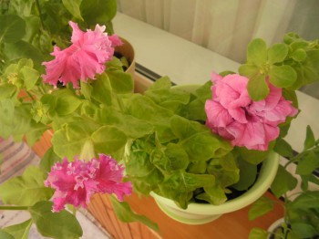 Декоративные садовые растения. - DSC03026.JPG