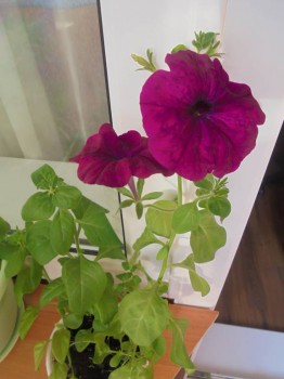 Декоративные садовые растения. - DSC03025.JPG