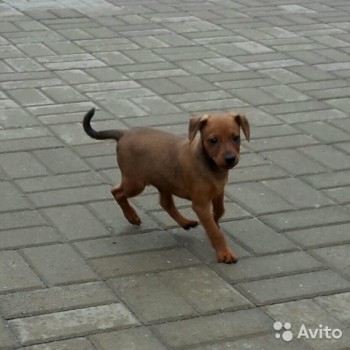 Хочу собаку. Все за и против - 2741172213.jpg