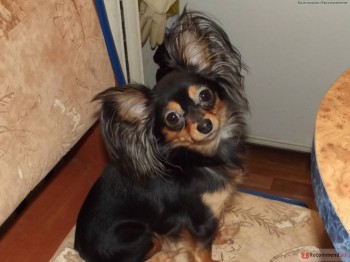 Хочу собаку. Все за и против - q98Xzk8OI1AGtFl2VNSgnQ.jpg