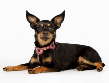 Хочу собаку. Все за и против - toj-terer-opisanie-porody.jpg