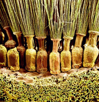 Знаете ли Вы ,что всякие интересности и любопытности  - N575_WqBZ9k.jpg