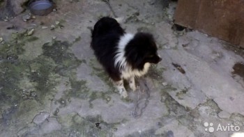 Хочу собаку. Все за и против - 2710788714.jpg