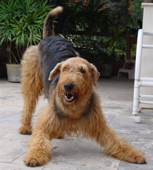 Хочу собаку. Все за и против - www.dogbandog.ru_22cdb9336cd5d2e0c05fee3fc063602e.jpg