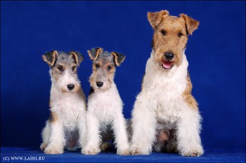 Хочу собаку. Все за и против - 67276.jpeg