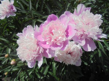 Декоративные садовые растения. - DSC03053.JPG