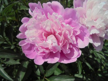 Декоративные садовые растения. - DSC03063.JPG