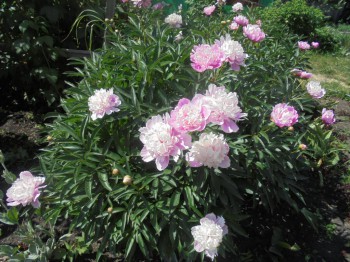 Декоративные садовые растения. - DSC03052.JPG