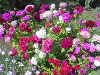 Декоративные садовые растения. - DSC03054.JPG