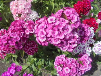 Декоративные садовые растения. - DSC03060.JPG