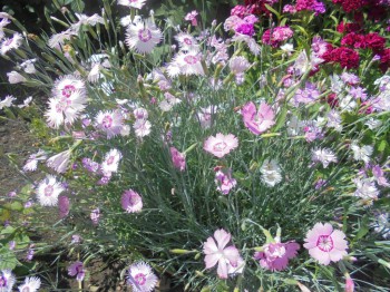 Декоративные садовые растения. - DSC03056.JPG