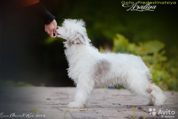 Хочу собаку. Все за и против - 2759973683.jpg