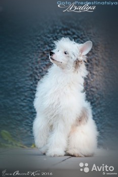 Хочу собаку. Все за и против - 2759973697.jpg