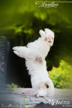 Хочу собаку. Все за и против - 2759973667.jpg