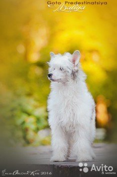 Хочу собаку. Все за и против - 2759973643.jpg