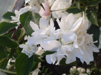 Декоративные садовые растения. - 20160611_173942.jpg