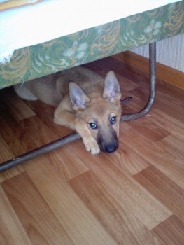 Хочу собаку. Все за и против - BCvpxutSNI4.jpg