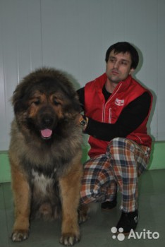 Хочу собаку. Все за и против - 1588483927.jpg