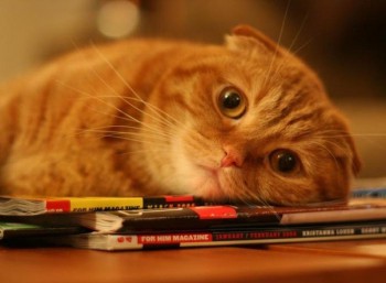 А у вас сейчас какое настроение? - image-1т-4.jpg