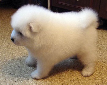 Хочу собаку. Все за и против - 51697229_Samoedskaya_layka_3.jpg