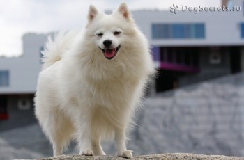 Хочу собаку. Все за и против - 12-yaponskiy-shpits.jpg