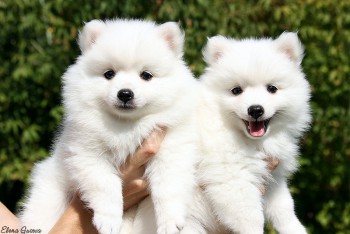 Хочу собаку. Все за и против - 56.jpg